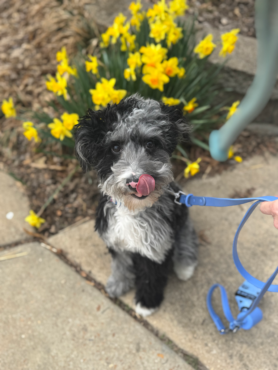 Doodle Dandy Puppy