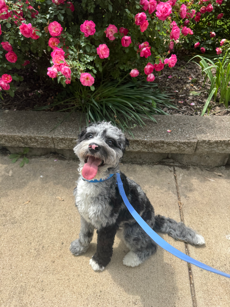 Doodle Dandy Puppy