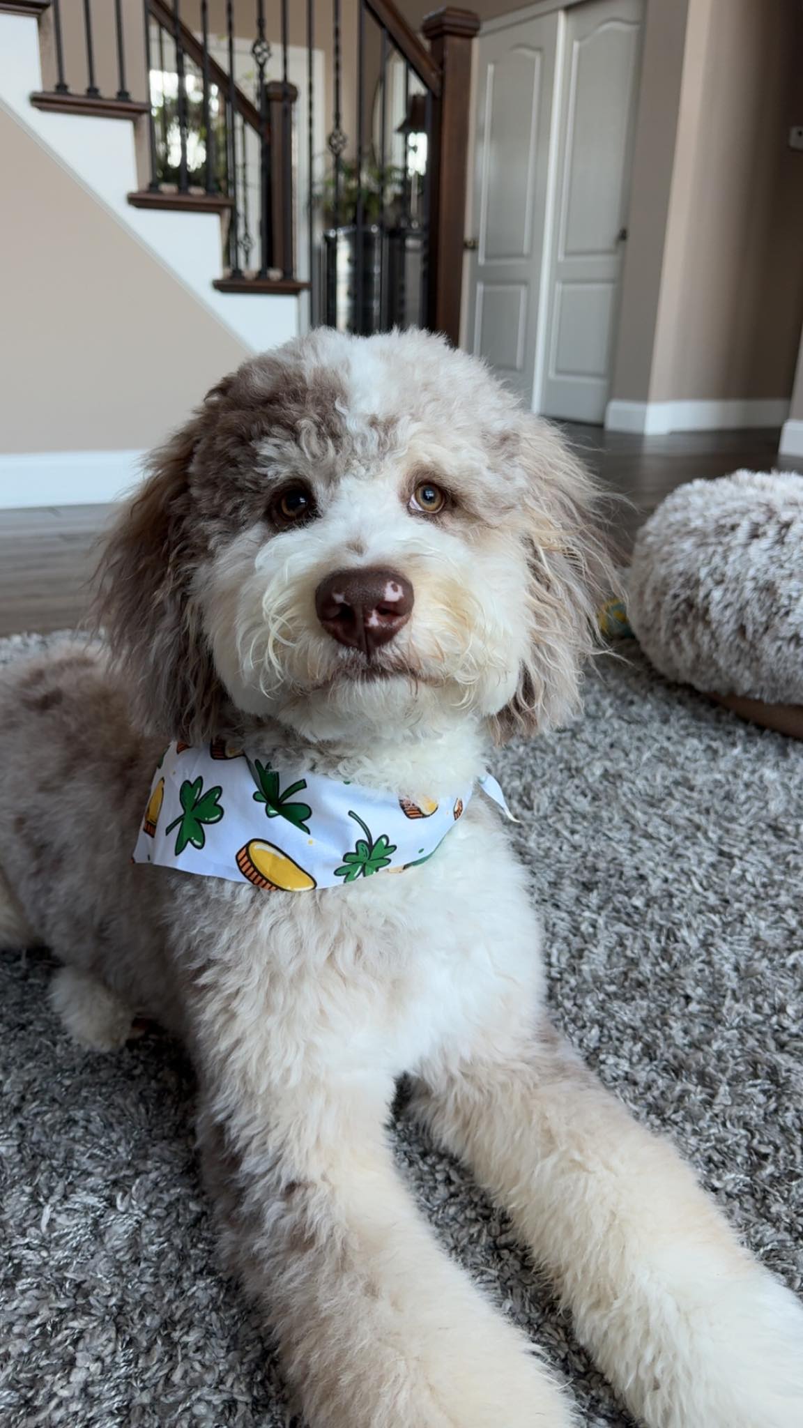 Doodle Dandy Puppy