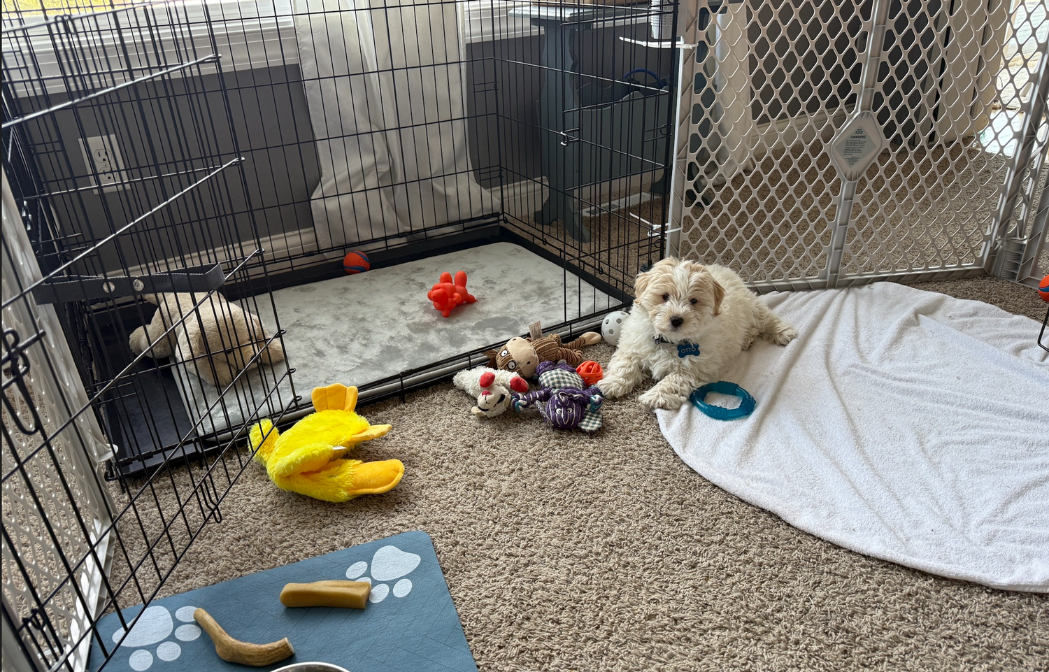 Doodle Dandy Bernedoodle puppy