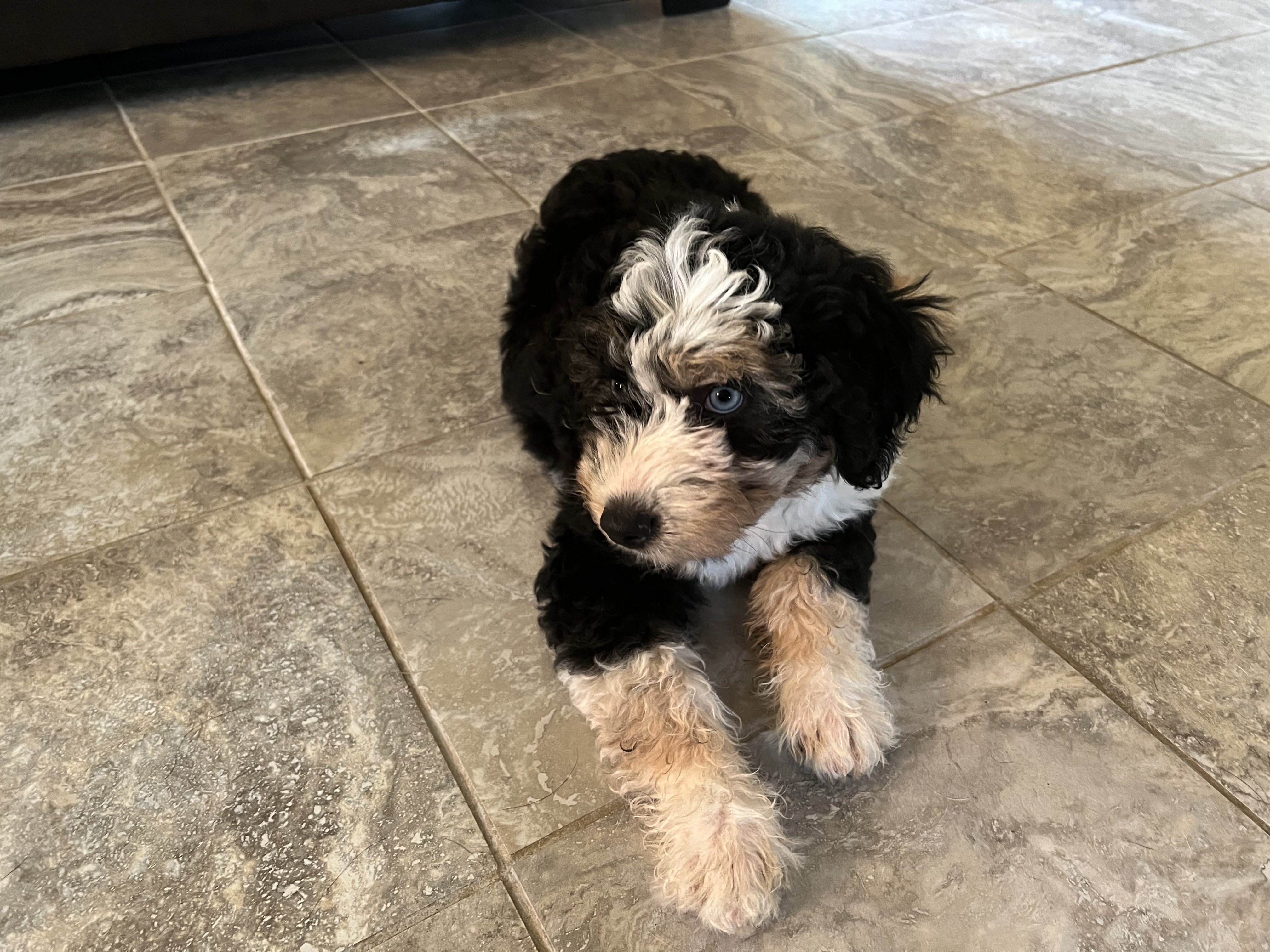 Doodle Dandy Puppy Love