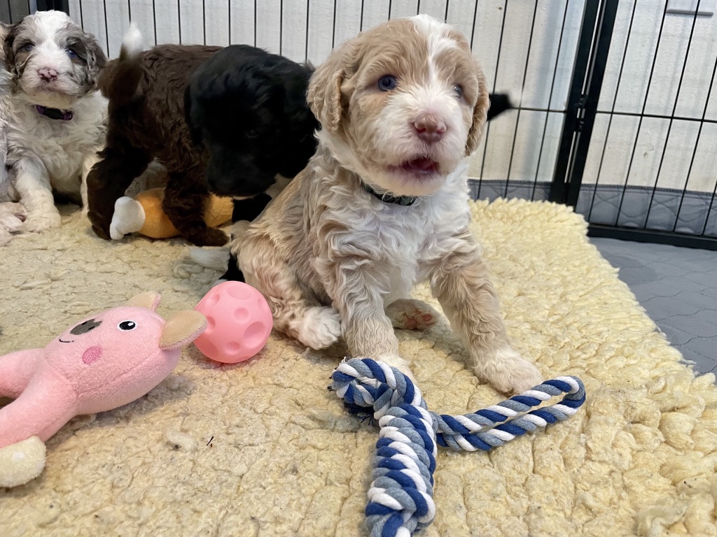 Doodle Dandy Puppy Love