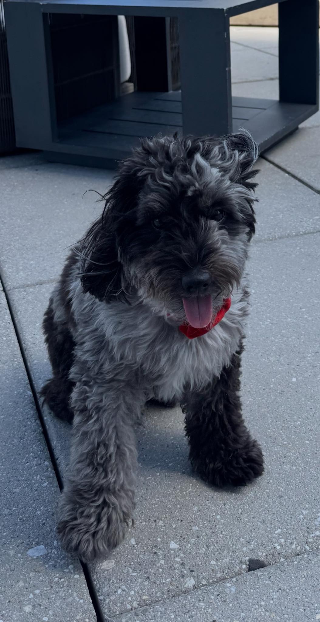 Doodle Dandy Puppy