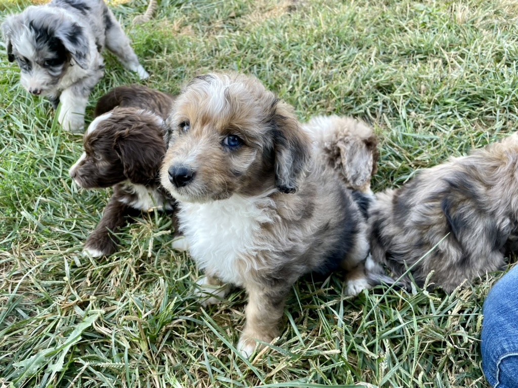 Doodle Dandy Puppy