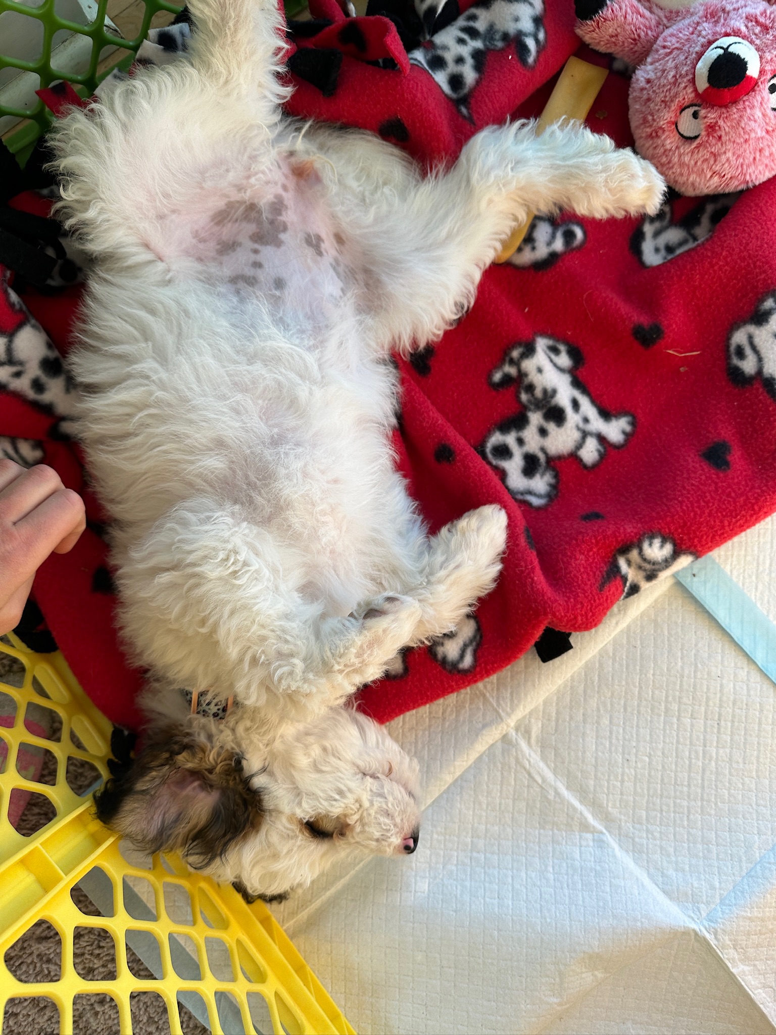 Doodle Dandy Puppy