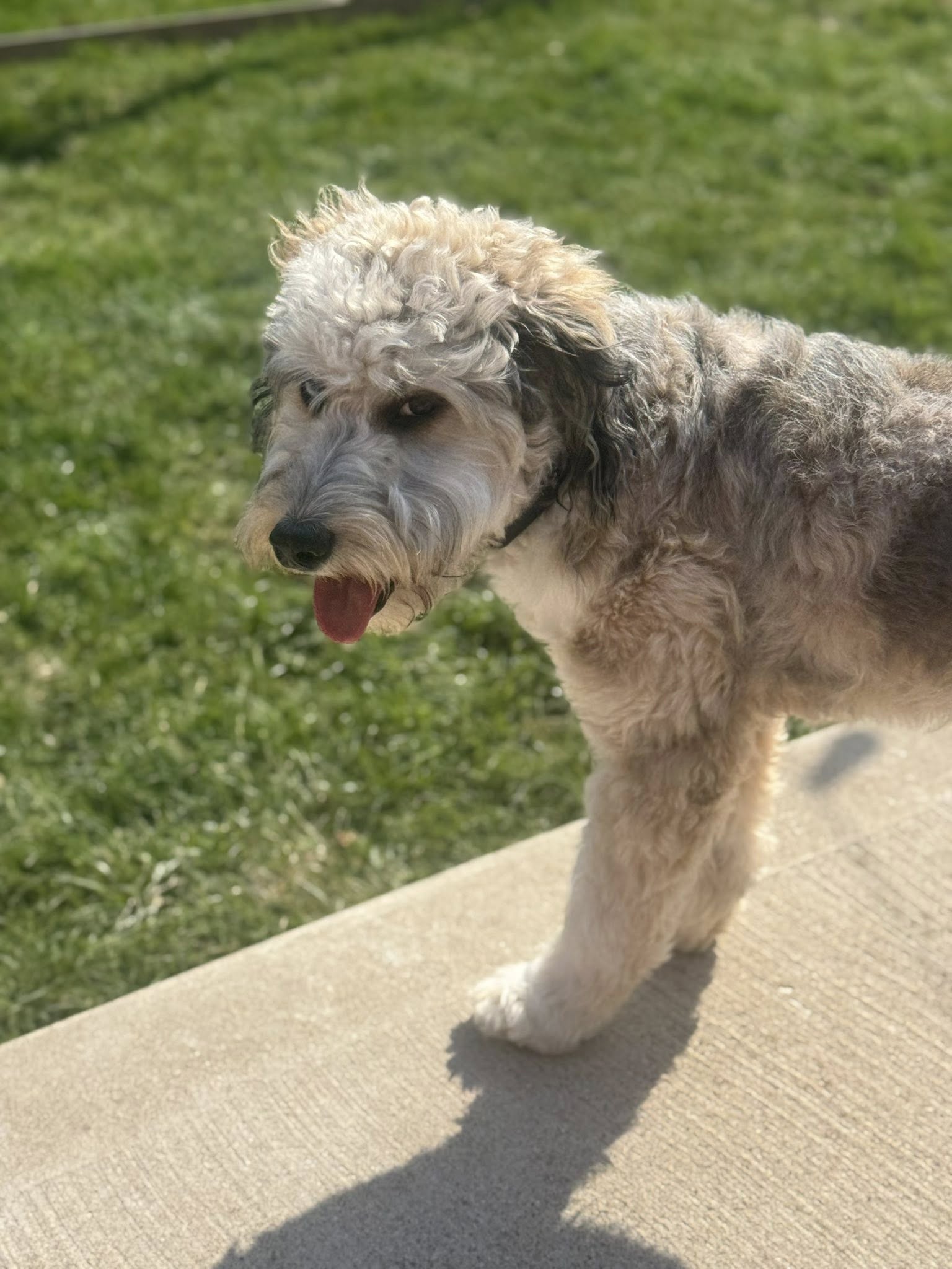 Doodle Dandy Puppy