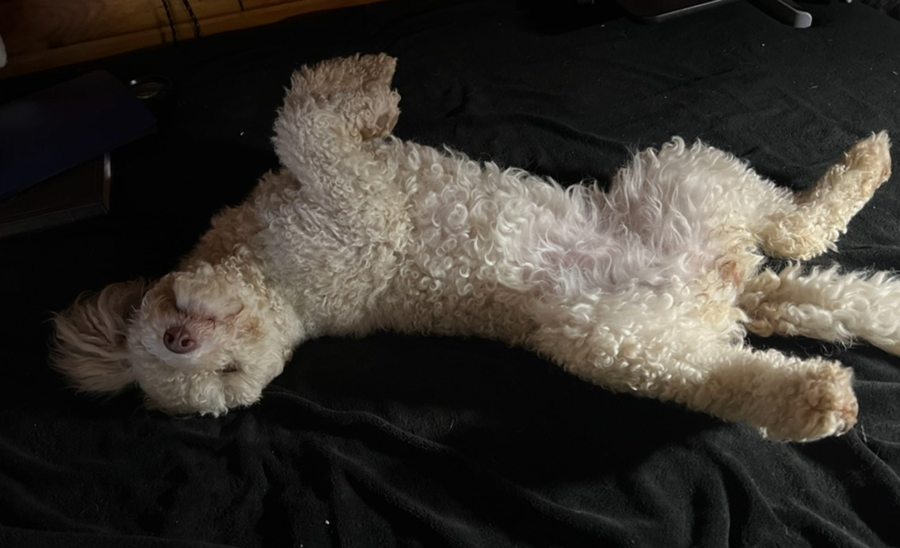 Doodle Dandy Puppy